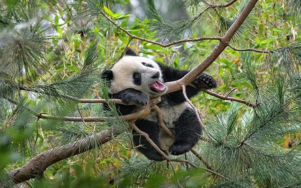 Set kertas dinding panda yang paling comel untuk komputer