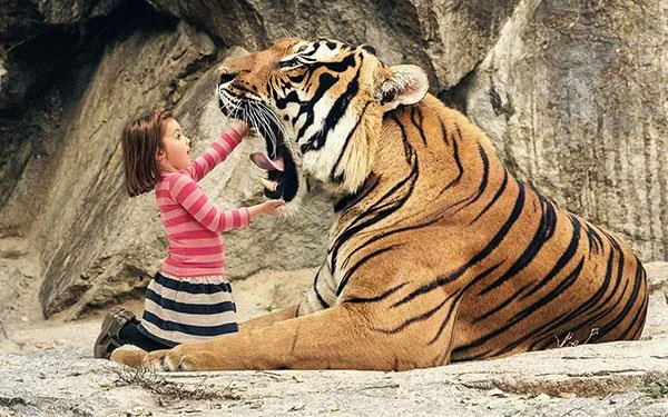 Kertas dinding harimau yang sangat cantik untuk komputer, kertas dinding harimau untuk komputer riba