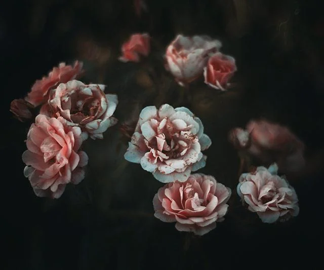 Kertas dinding peony, gambar peony yang cantik