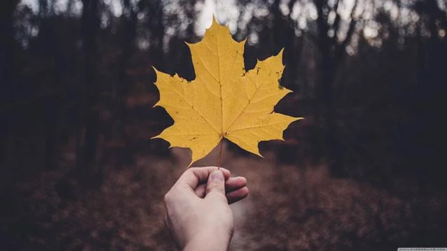 Beaux fonds d'écran de feuilles d'érable, feuilles d'érable d'automne pour ordinateurs et ordinateurs portables