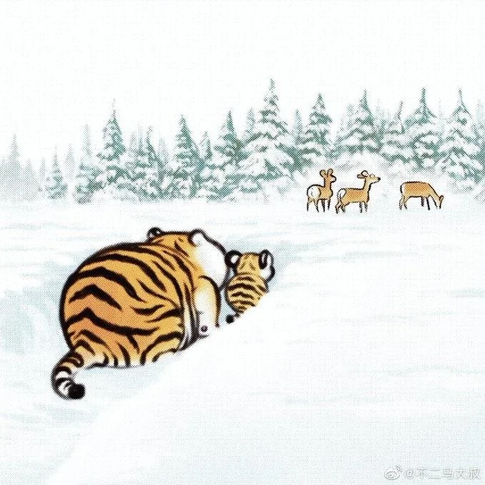 Sfondi di tigre grassa, foto carine di tigre grassa