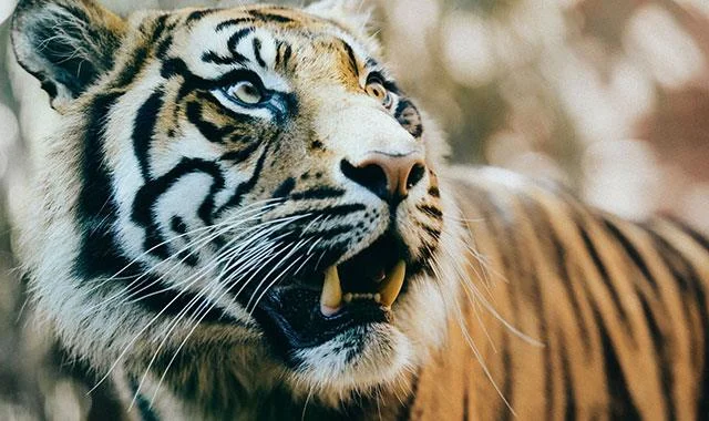 Kertas dinding harimau yang sangat cantik untuk komputer, kertas dinding harimau untuk komputer riba