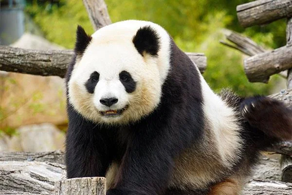Set kertas dinding panda yang paling comel untuk komputer