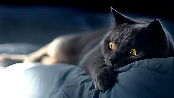 Kertas dinding kucing yang paling comel dan comel