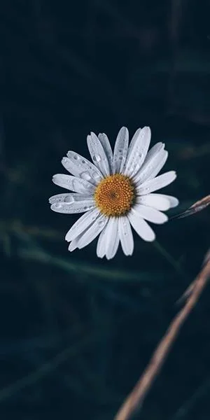 白い菊の写真、美しい白い菊の画像
