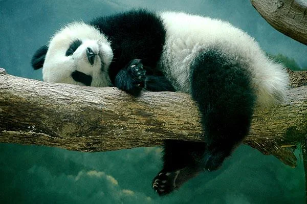 Set kertas dinding panda yang paling comel untuk komputer