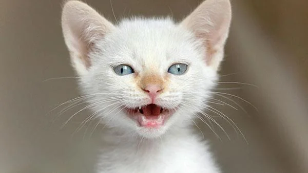 Kertas dinding kucing yang paling comel dan comel