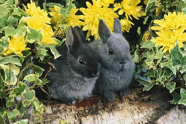 愛らしくてかわいい赤ちゃんウサギの壁紙