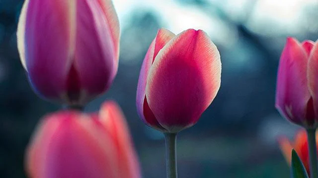 100+ kertas dinding yang cantik dengan banyak tema untuk komputer dan komputer riba