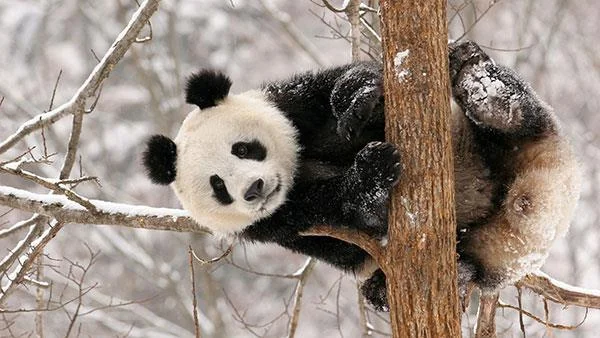 Set kertas dinding panda yang paling comel untuk komputer