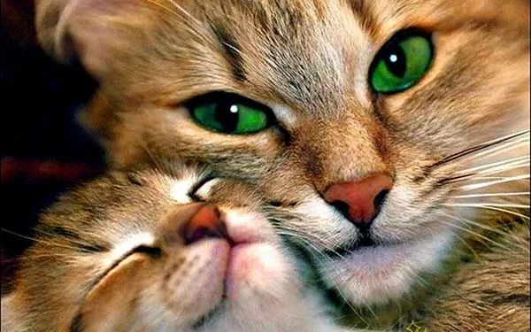 Kertas dinding kucing yang paling comel dan comel