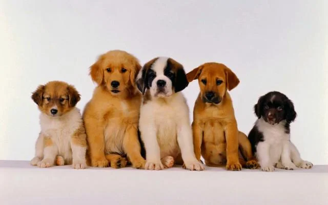 Set kertas dinding anjing comel untuk komputer