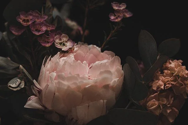 Kertas dinding peony, gambar peony yang cantik