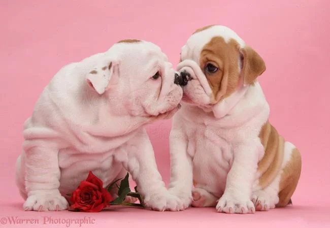 Set kertas dinding anjing comel untuk komputer