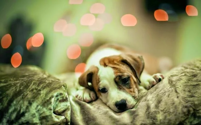 Set kertas dinding anjing comel untuk komputer