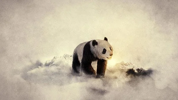 Set kertas dinding panda yang paling comel untuk komputer