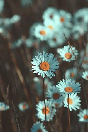 白い菊の写真、美しい白い菊の画像