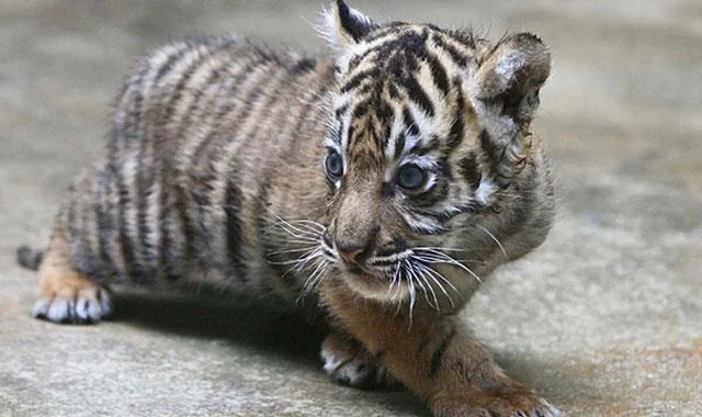 Kertas dinding harimau yang sangat cantik untuk komputer, kertas dinding harimau untuk komputer riba