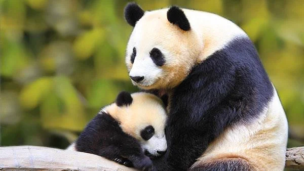 Set kertas dinding panda yang paling comel untuk komputer